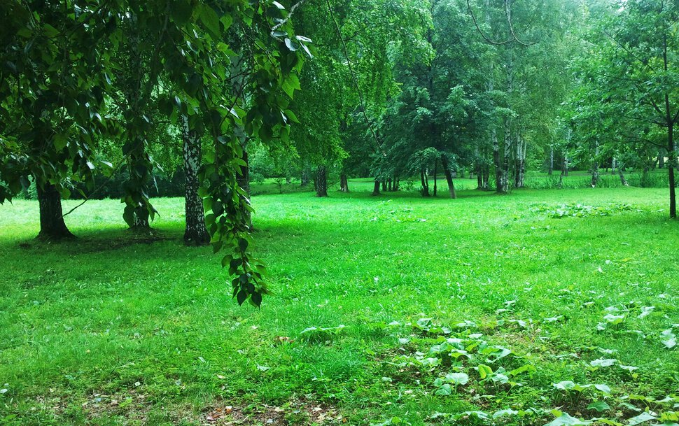 Дождливый день в лесу
