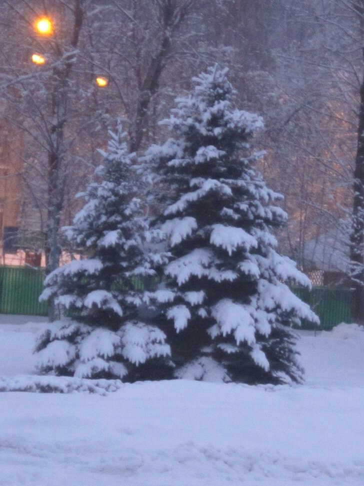 Ёлочки в снегу