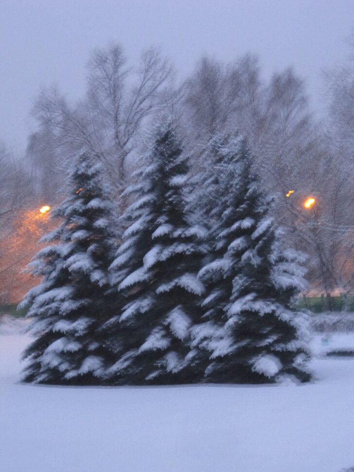 Ёлочки в снегу