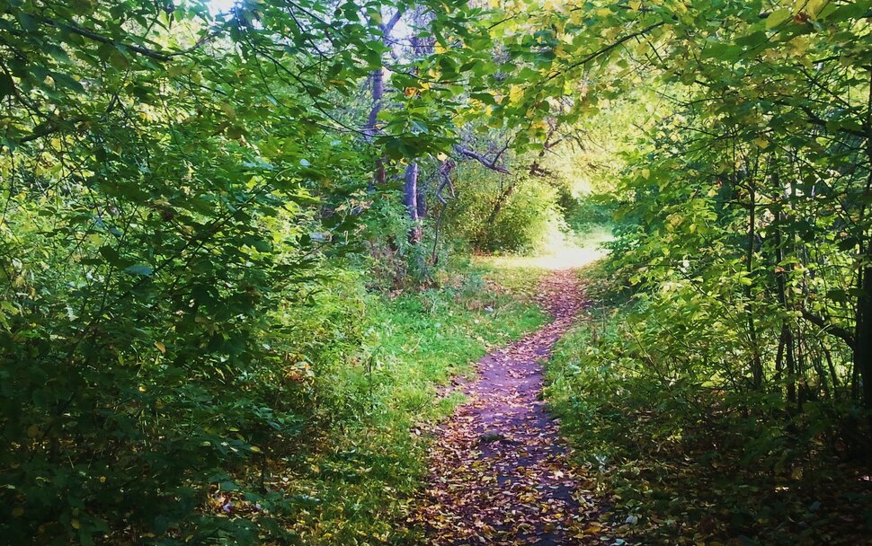 В осенней чаще