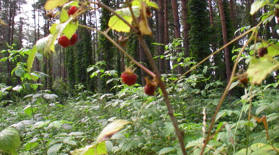 Малинник в лесу