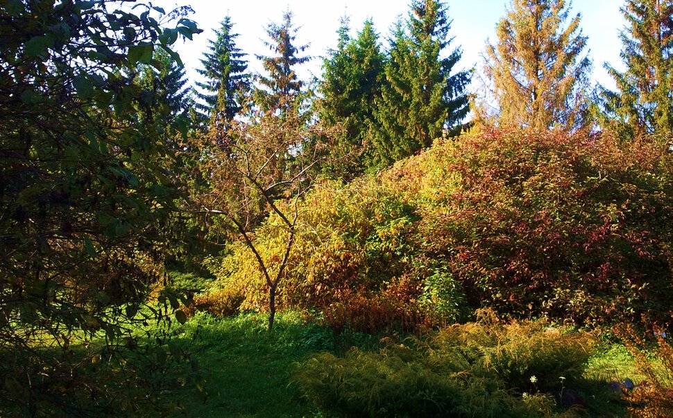 Осенний сад