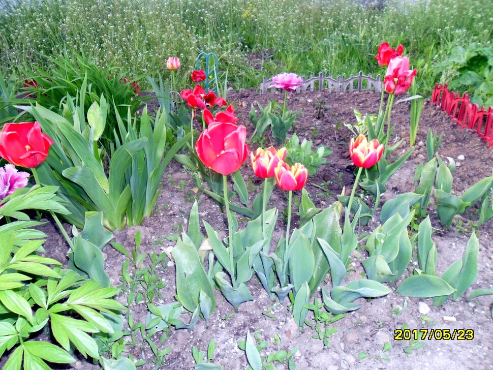 Tulipa Liliaceae