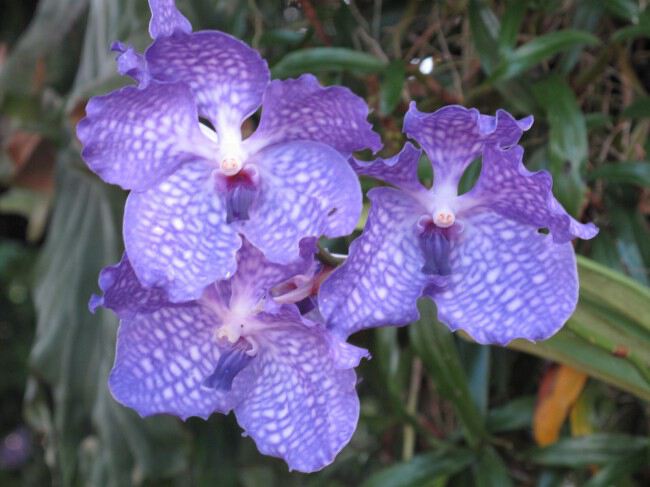 Голубая орхидея