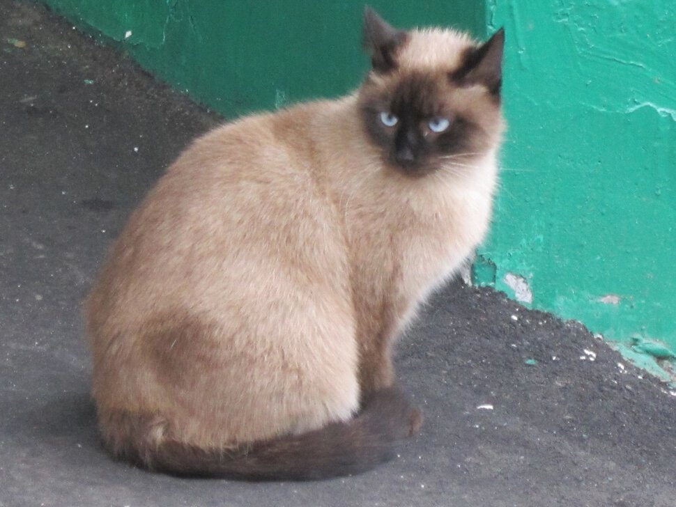 Сиамская кошка