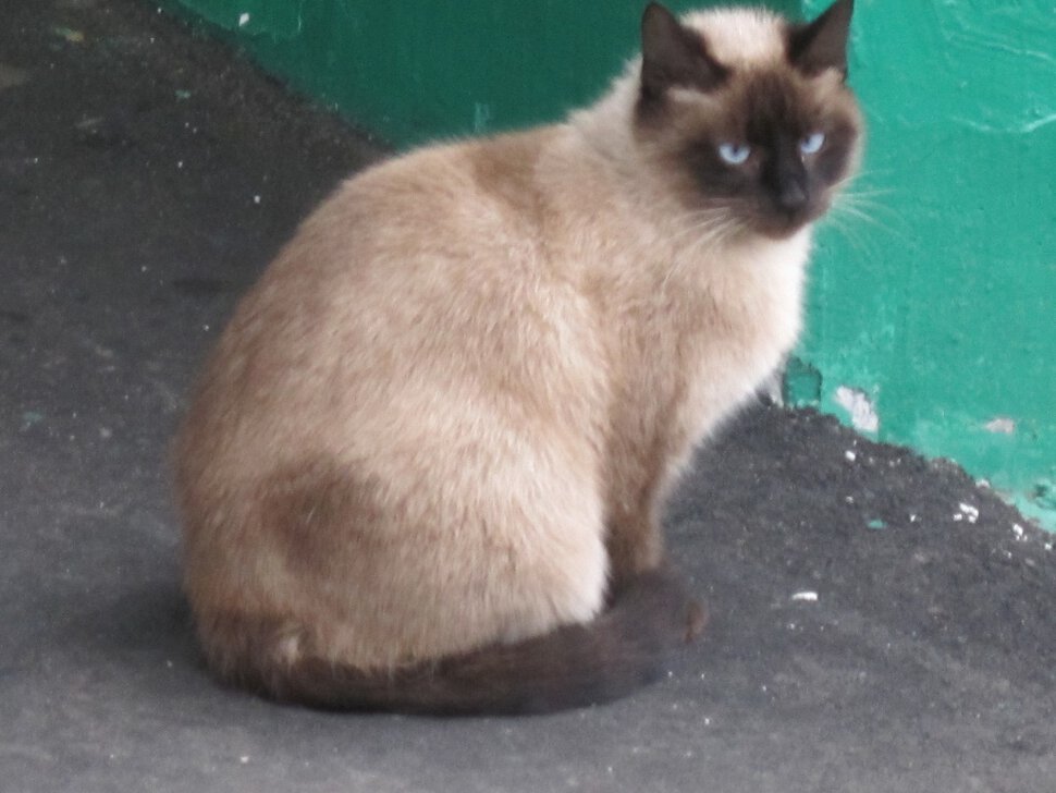 сиамская кошка стихи