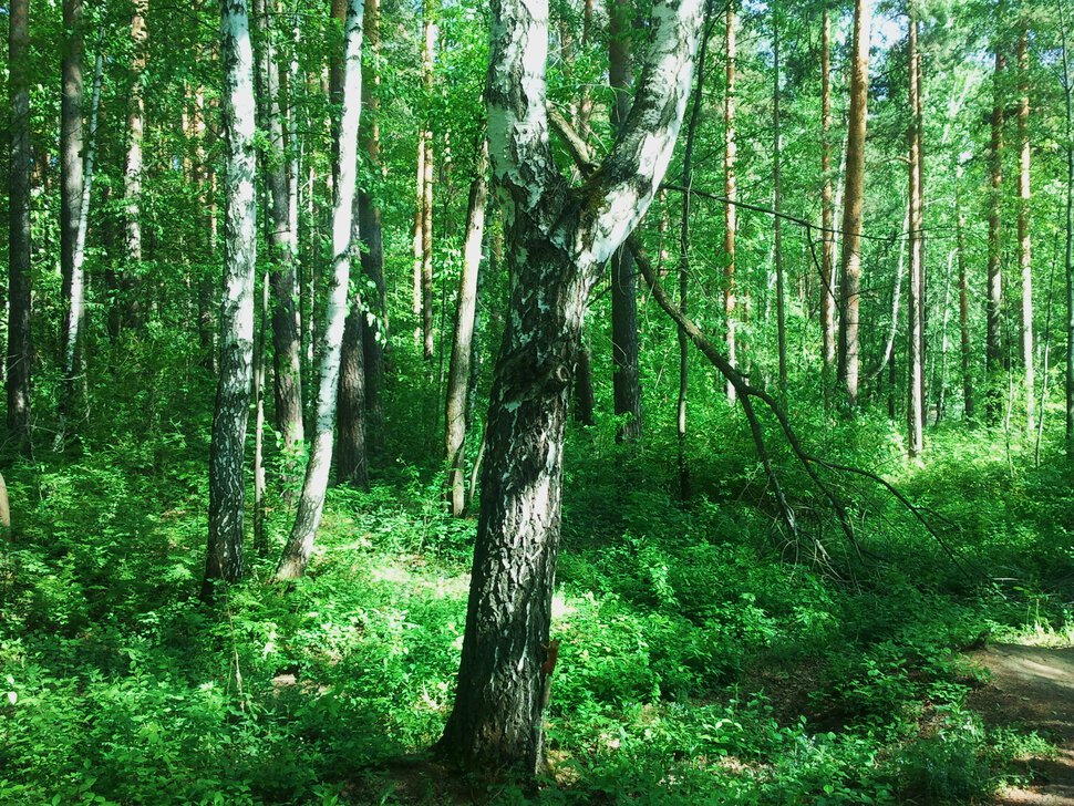 В лесу в конце мая