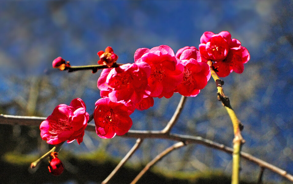 зимнее цветение сакуры