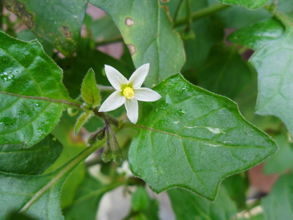 Flowers