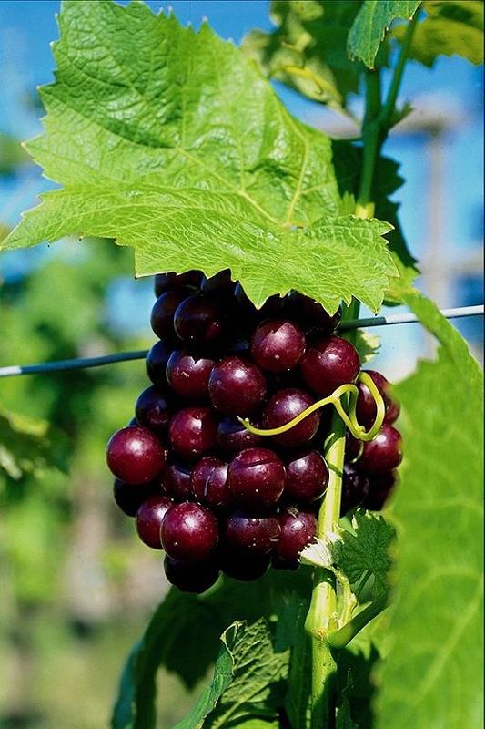 Еще французский виноград