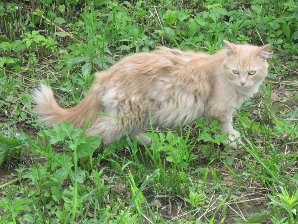 Рыжая кошка