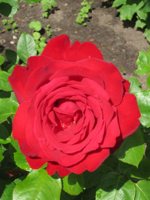Роза красная - просто прекрасная