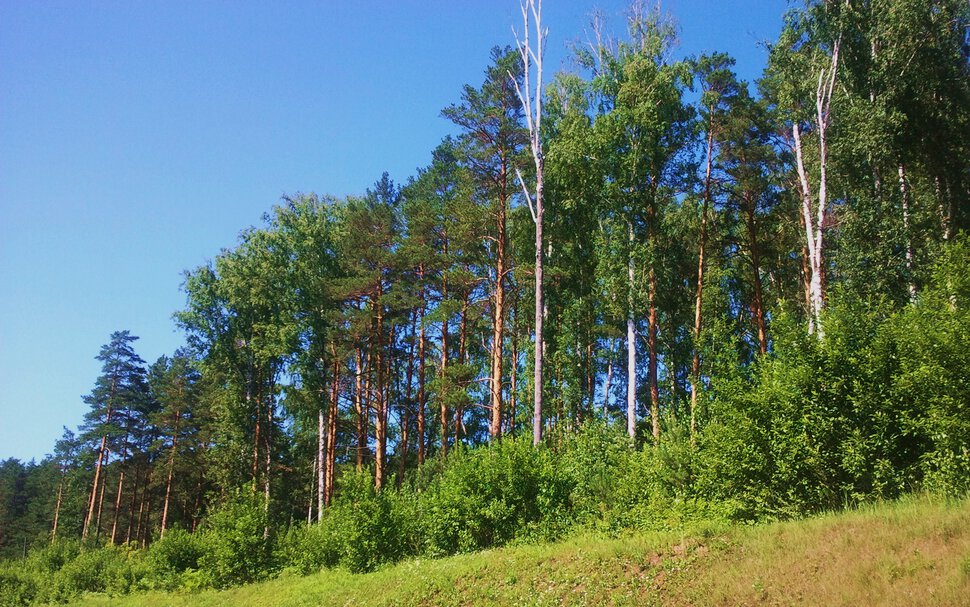 У леса
