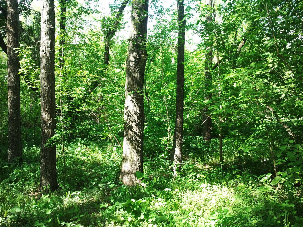 В лесу в мае