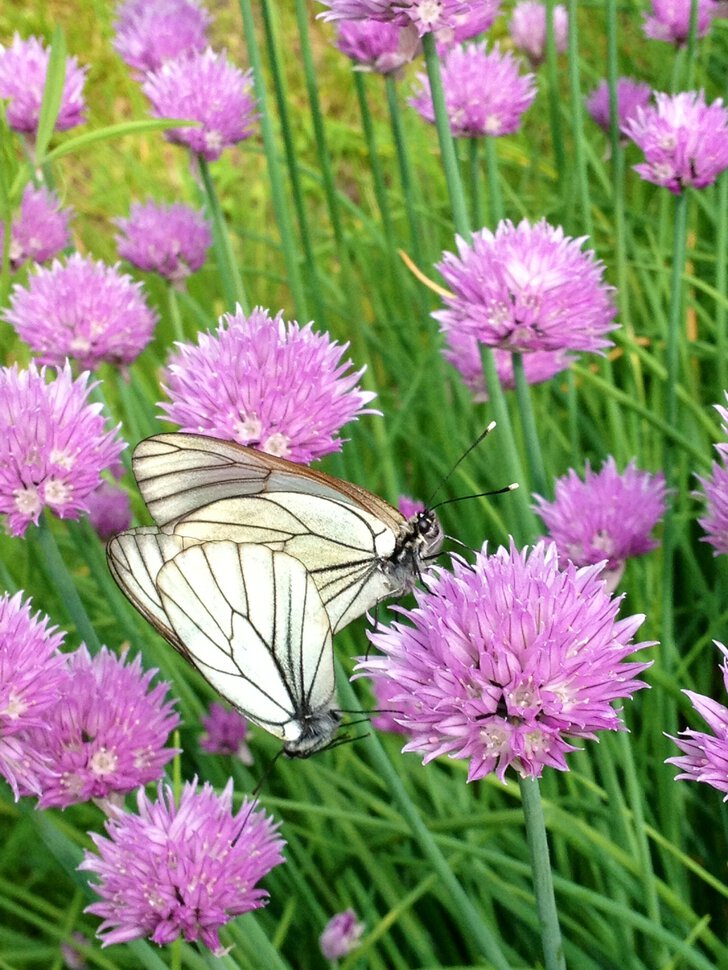 Любовь, цветы и бабочки