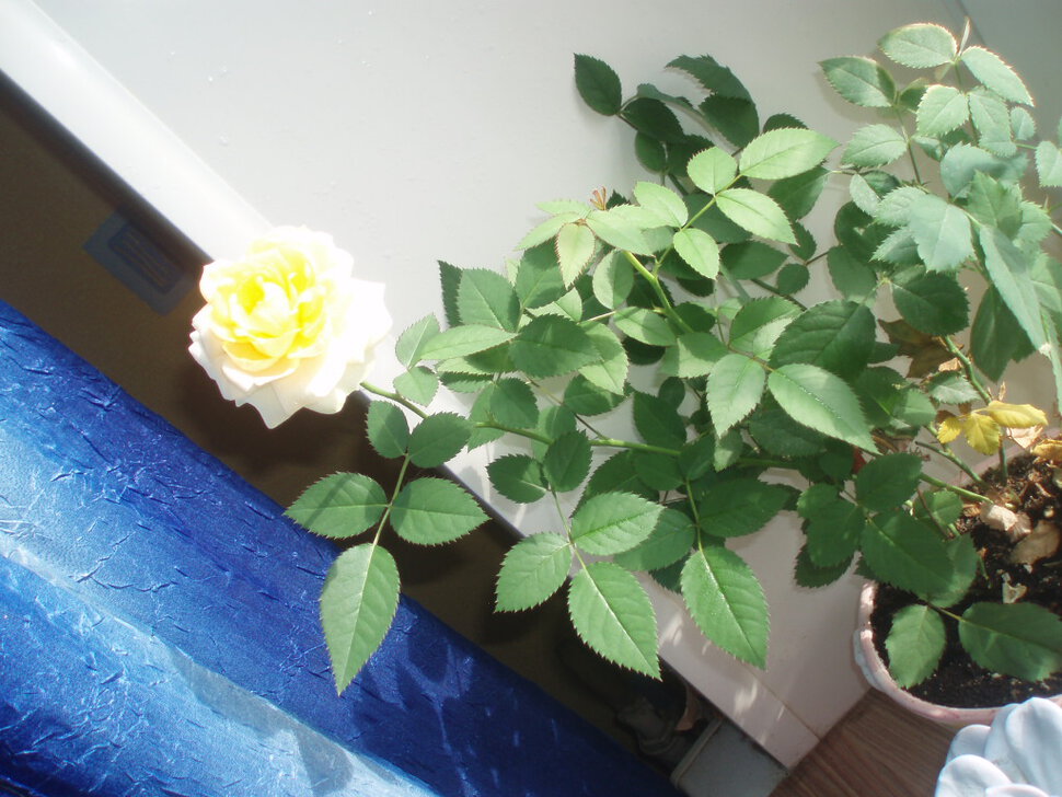 Моя роза