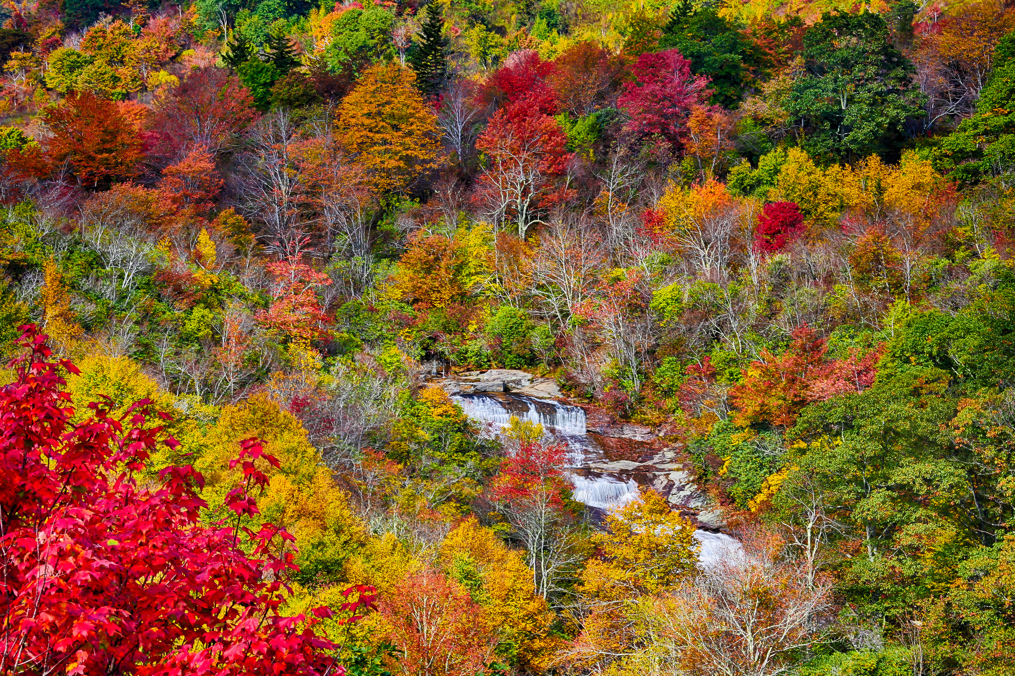 Natural fall. Кленовые Рощи в Канаде. Канадский кленовый лес. Осенний кленовый лес Вайоминг. Кленовые леса Канады осенью.