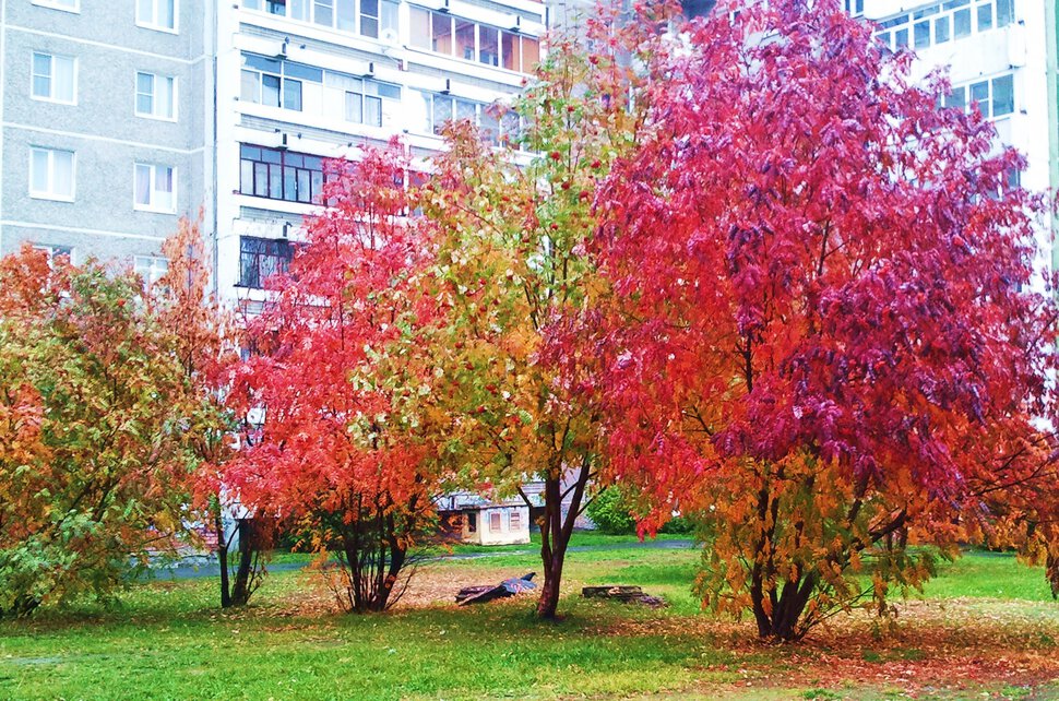 Осень во дворе