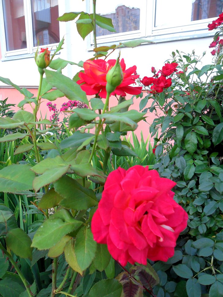 Осенняя пастораль Москвы-сказочные шиповниковые Розы