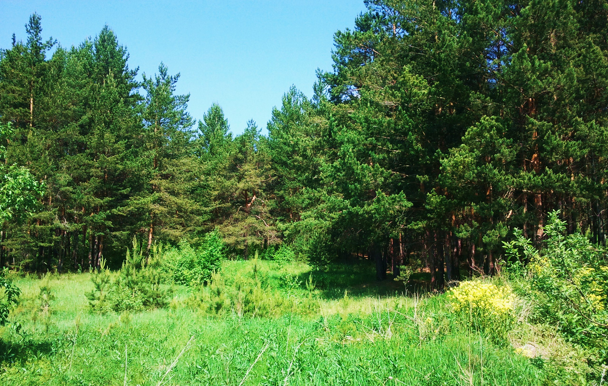 Индекс п лесное. Июньский лес. П Лесной. Сосновый лес в июне. Молодой ельник фото.