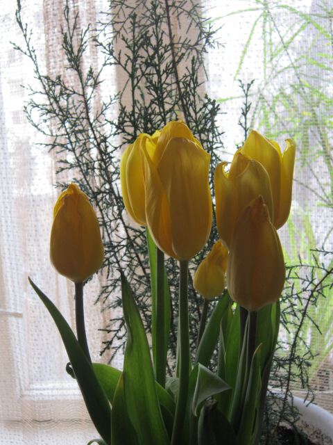 Букет тюльпанов жёлтых