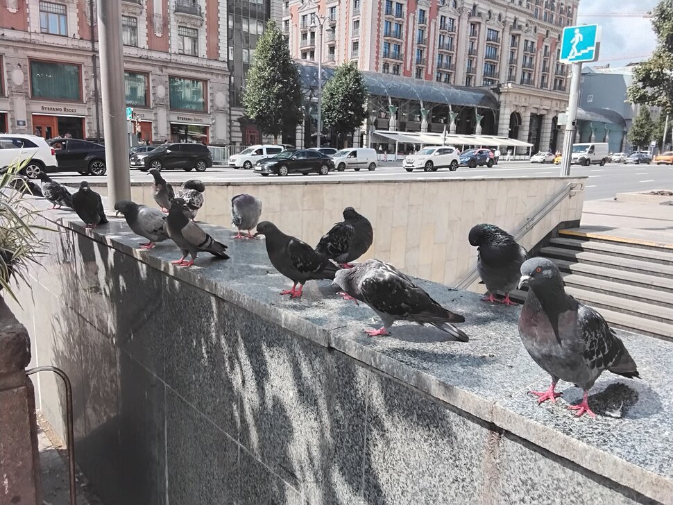 Голубочки