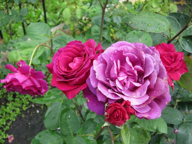Розы в Тимирязевке