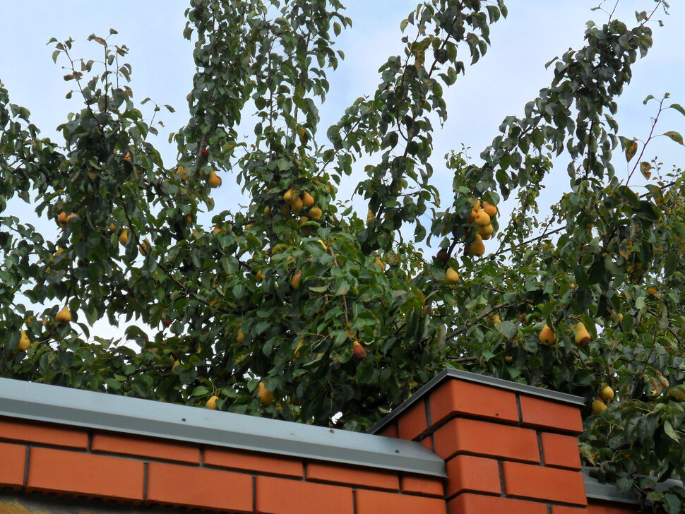 C Яблочным Спасом, друзья.Прощай красное лето