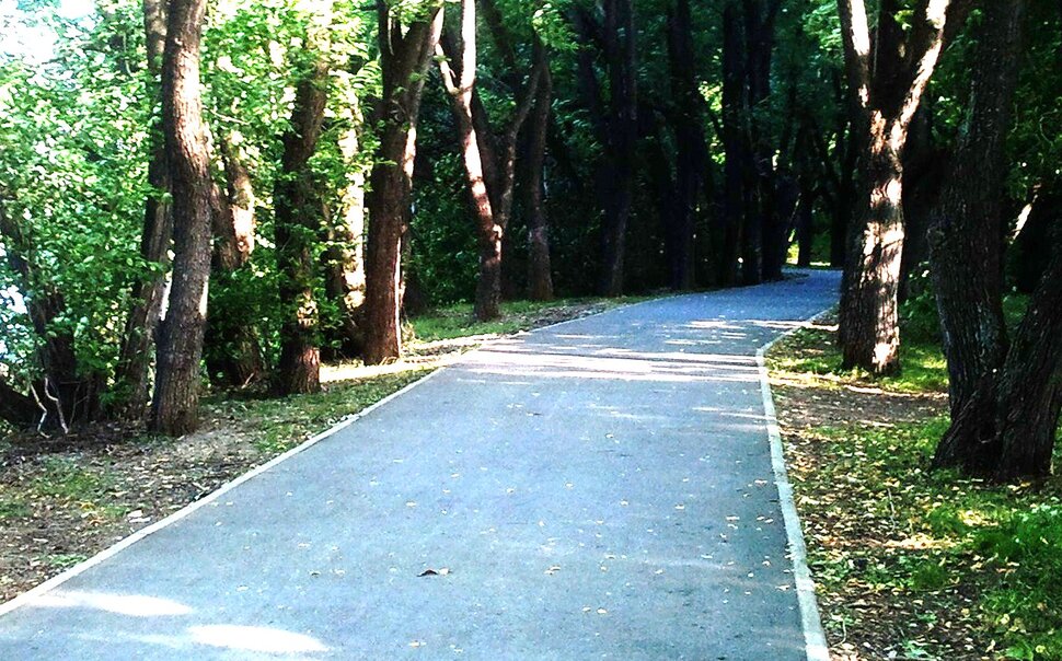 Меж старых деревьев