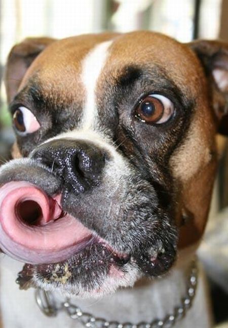 Собака высовывает язык