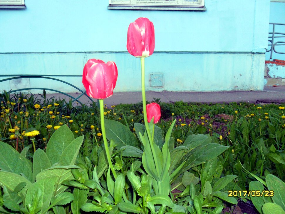 Tulipa Liliaceae
