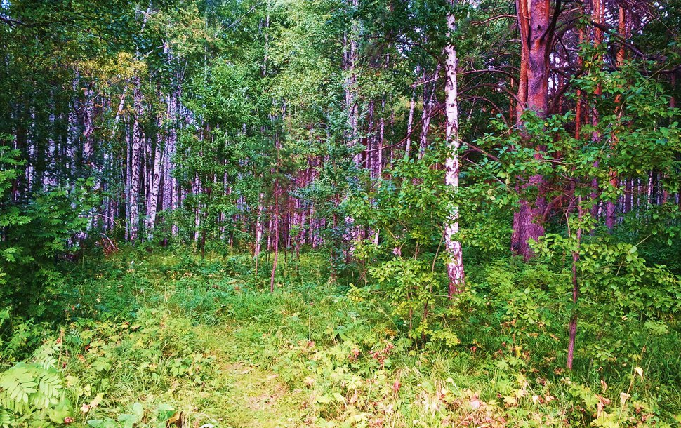 Август, лес
