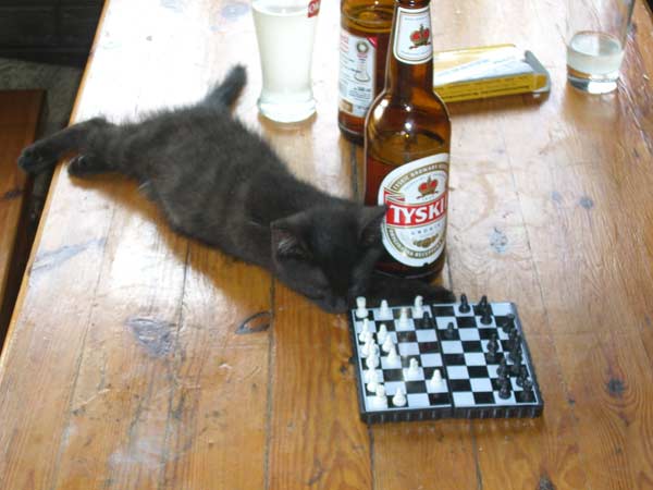 Партия в шахматы