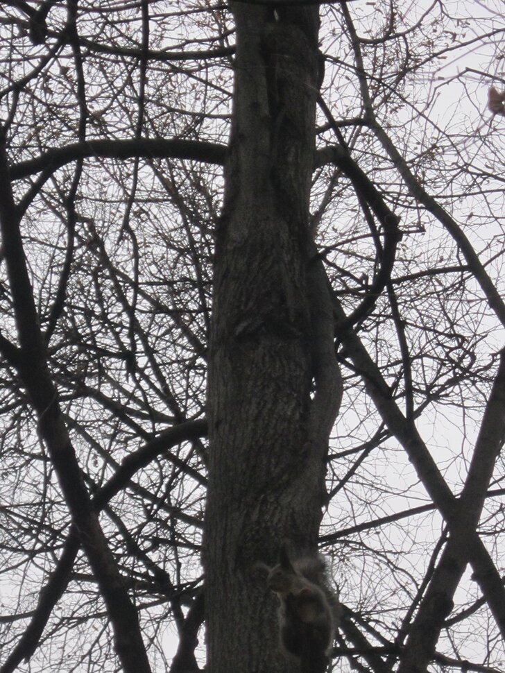 Белка на дереве