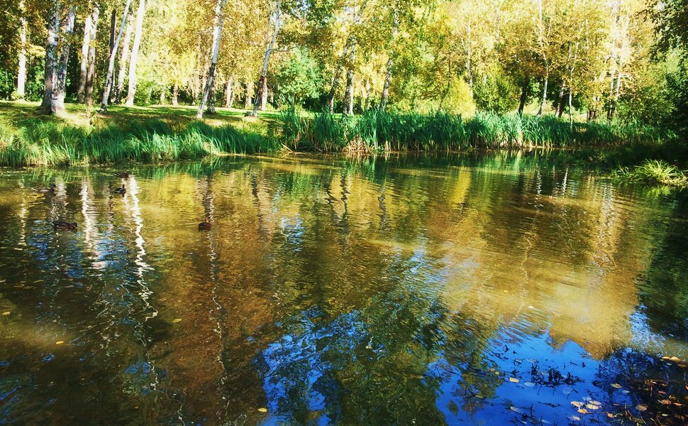 Осень у болотца