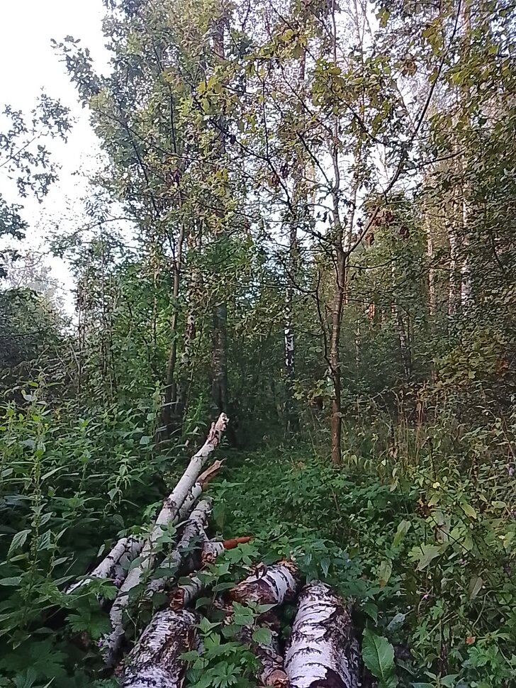 Август уходящий,часть -5