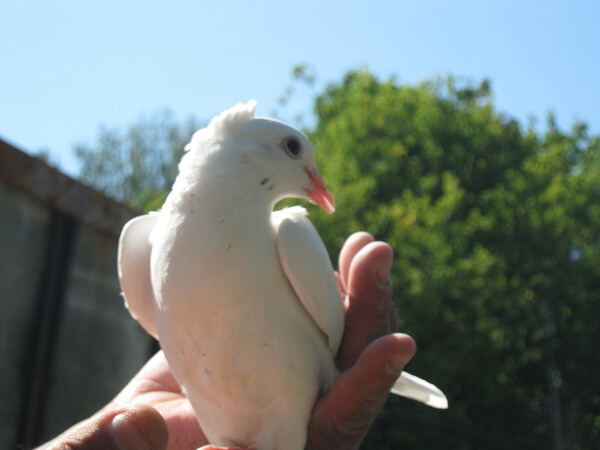Белый голубок