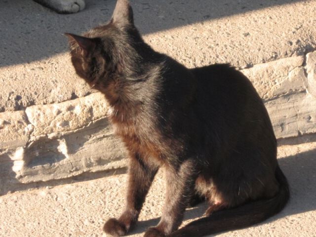 Черная кошка. Вид со спины