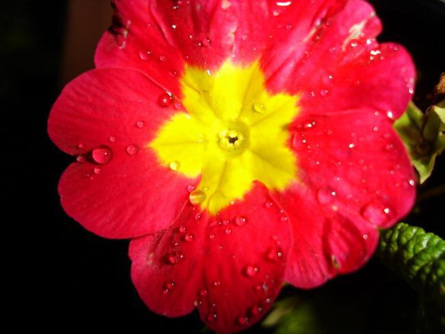Цветок после дождя