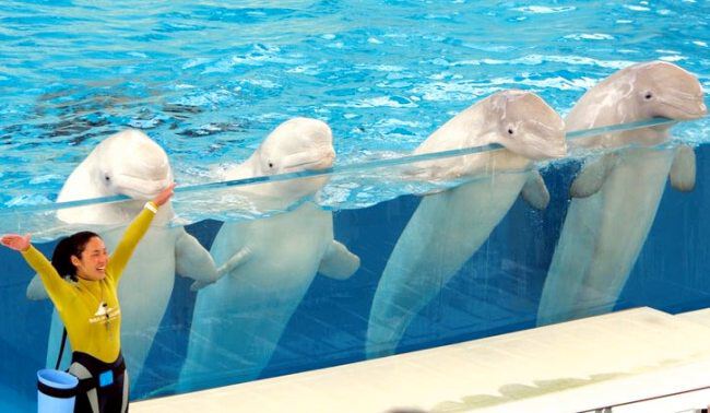 Фото дельфинов