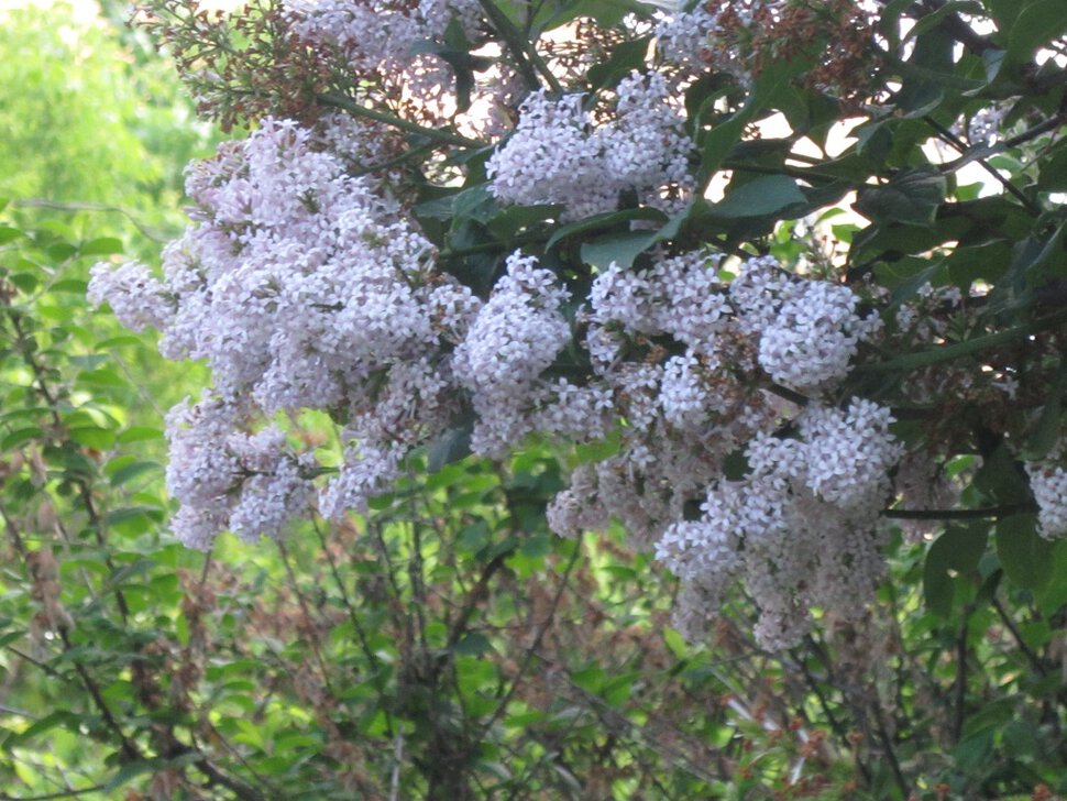 Расцвела сирень