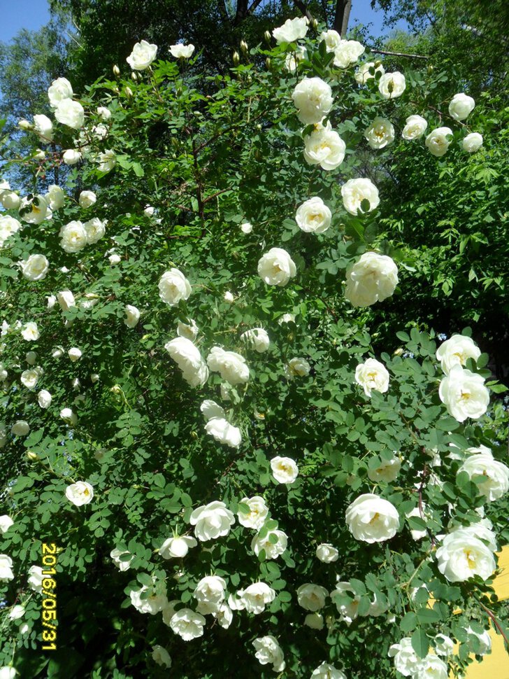 Rosa odorata