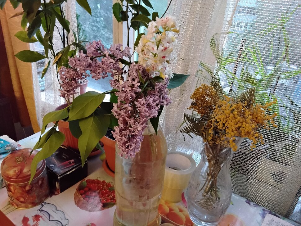 Сирень, каштан, мимоза