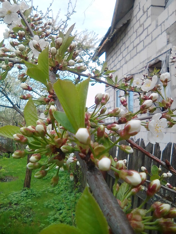 Пахнуло сызнова весной