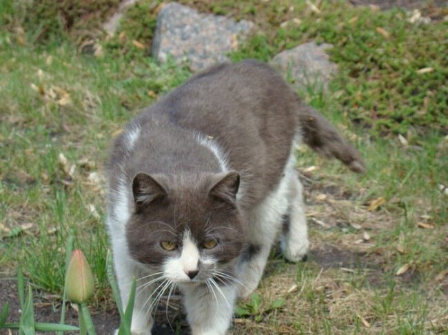 котярик