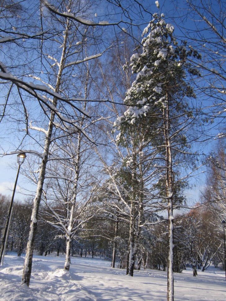 Первый день февраля. Сосна