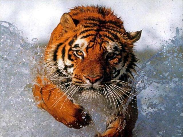 Животное тигр