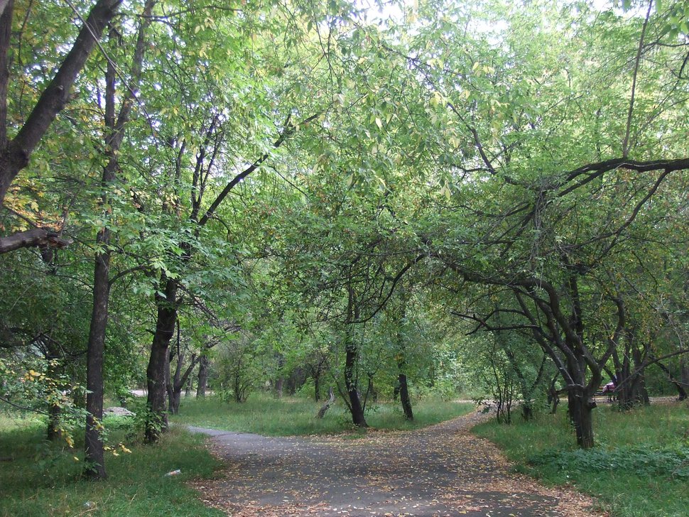 Развилка