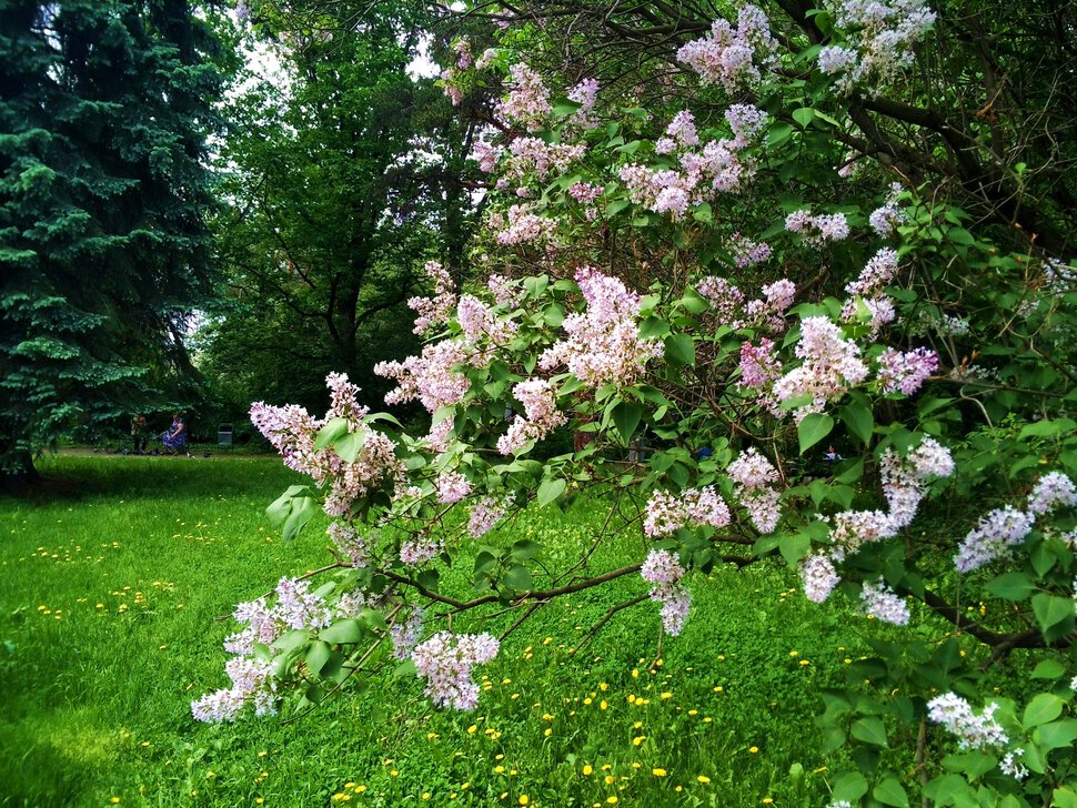 Белая сирень