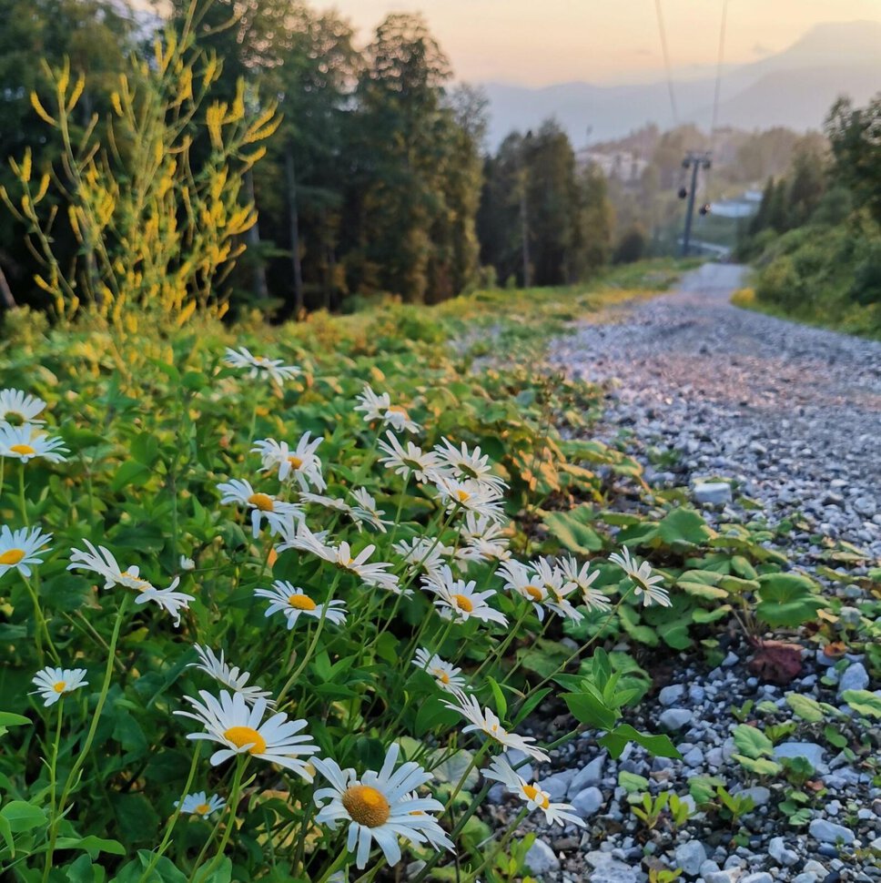 Цветочное поле